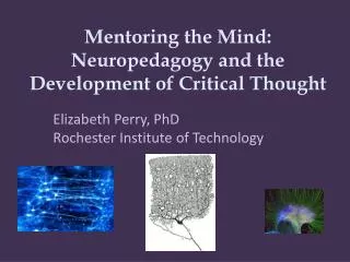 Mentoring the Mind: Neuropedagogy and the Development of Critical Thought