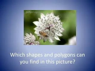 which shapes and polygons can you find in this picture