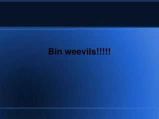 Bin weevils!!!!!