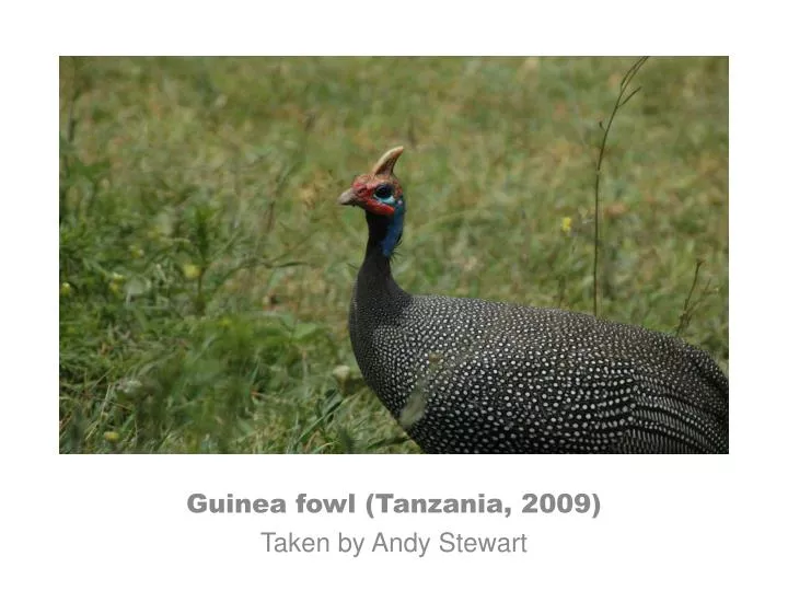 guinea fowl tanzania 2009 taken by andy stewart