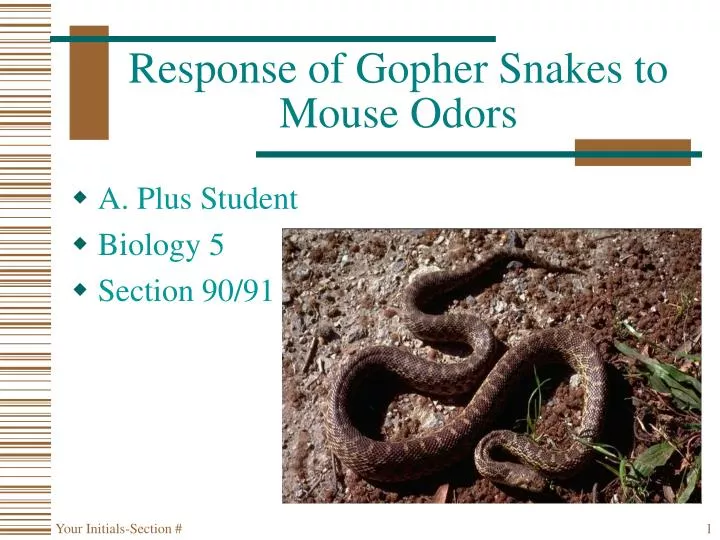 response of gopher snakes to mouse odors