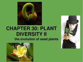 CHAPTER 30: PLANT DIVERSITY II