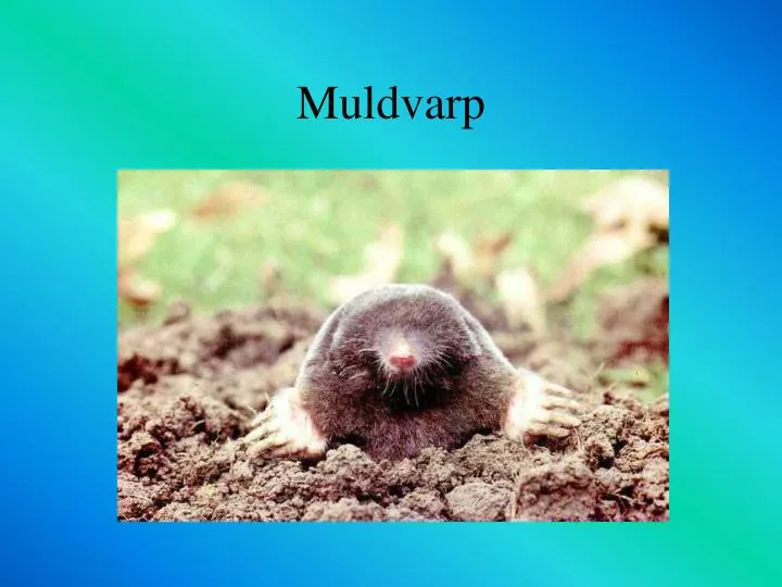 muldvarp