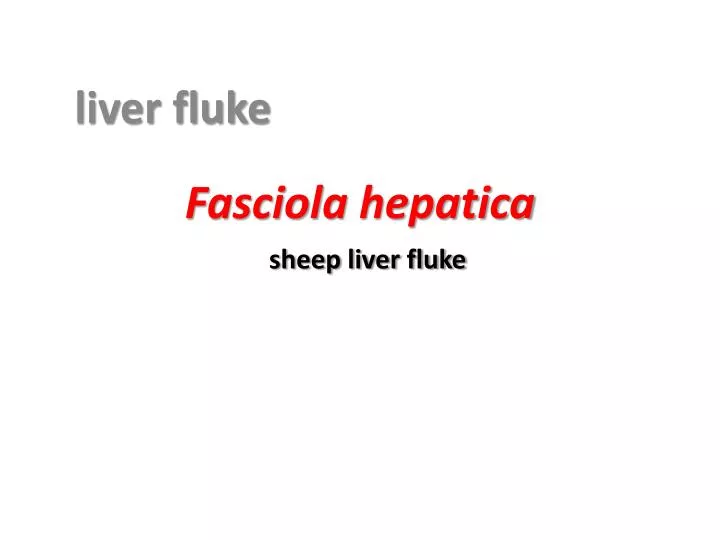 hepatica fasciola habitat