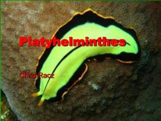 Platyhelminthes