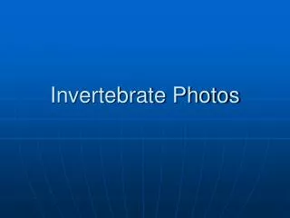 Invertebrate Photos