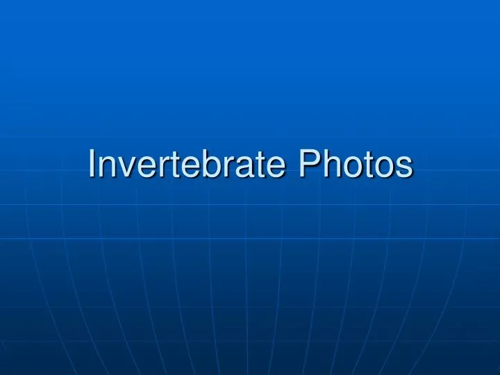 invertebrate photos