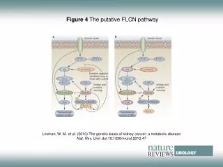 Figure 4 The putative FLCN pathway