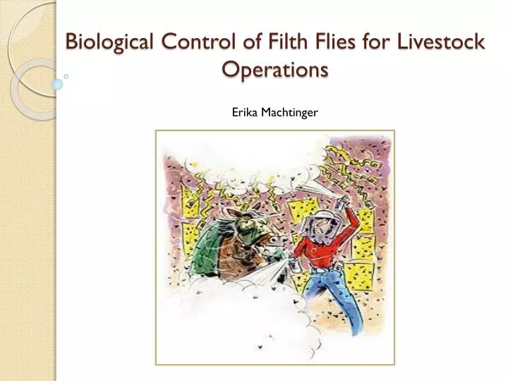 biological control of filth flies for livestock operations