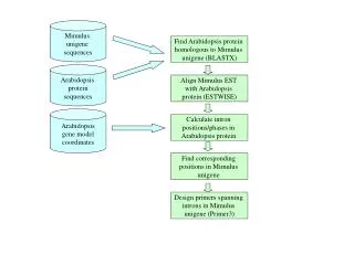 Find Arabidopsis protein homologous to Mimulus unigene (BLASTX)