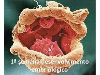 1 semana desenvolvimento embriol gico