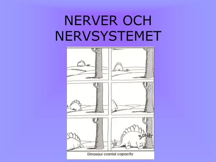 nerver och nervsystemet
