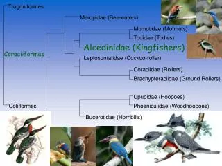 Alcedinidae (Kingfishers)