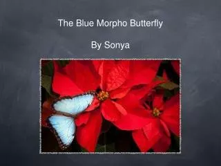 The Blue Morpho Butterfly By Sonya