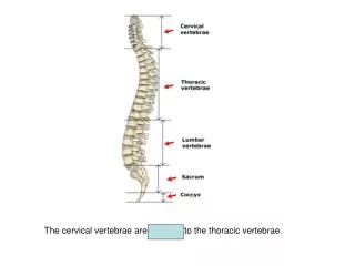 The cervical vertebrae are superior to the thoracic vertebrae.