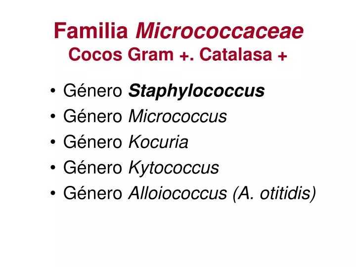 familia micrococcaceae cocos gram catalasa
