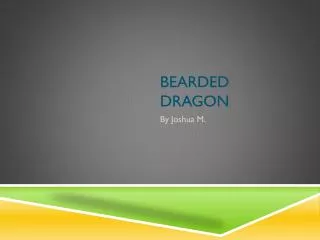 bearded dragon