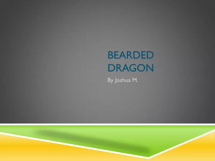 bearded dragon