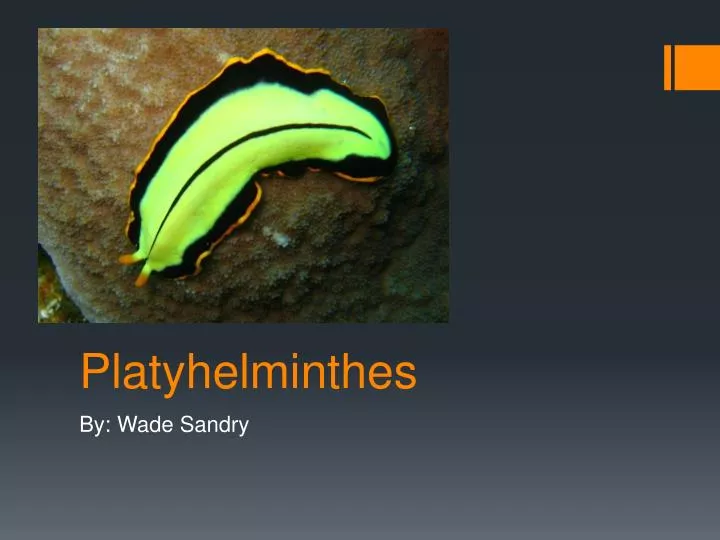 platyhelminthes