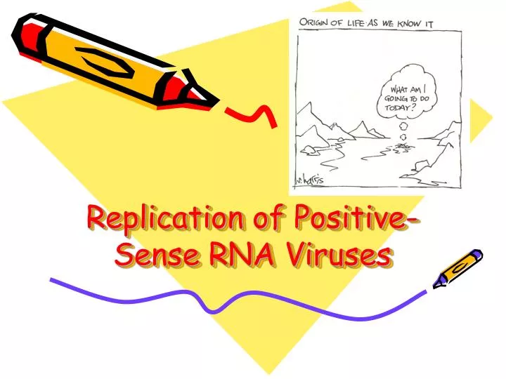 replication of positive sense rna viruses