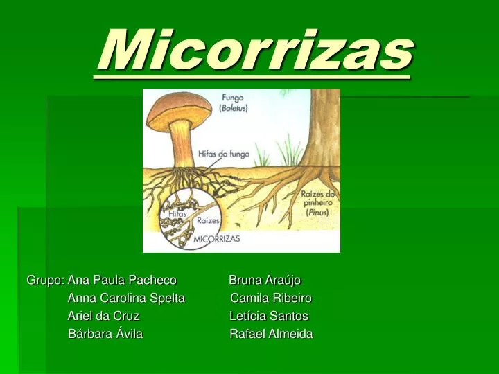 micorrizas