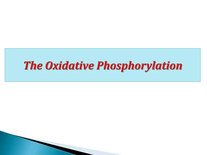 the oxidative phosphorylation