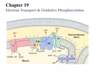 Chapter 19 Electron Transport &amp; Oxidative Phosphorylation