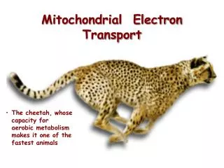 Mitochondrial Electron Transport