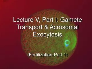 Lecture V, Part I: Gamete Transport &amp; Acrosomal Exocytosis