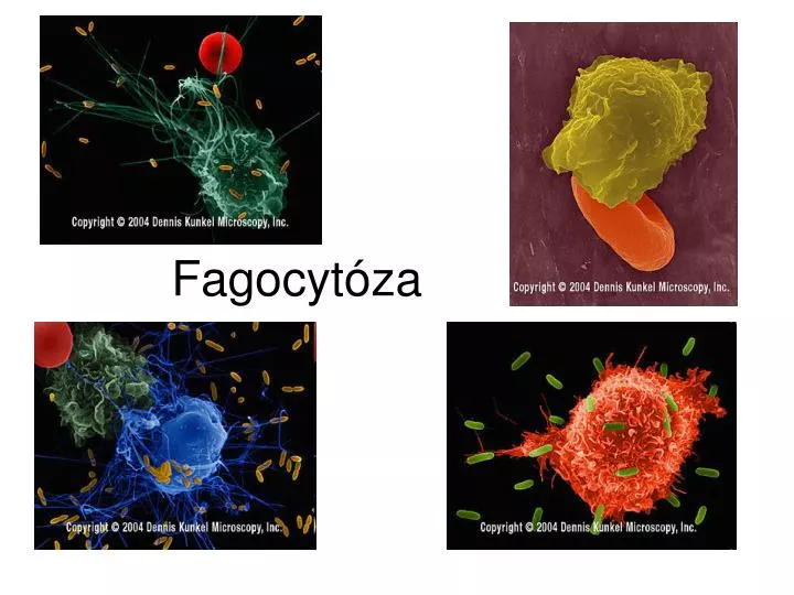 fagocyt za