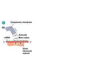 Anticodon