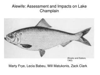 Alewife: Assessment and Impacts on Lake Champlain