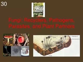 Fungi: Recyclers, Pathogens, Parasites, and Plant Partners