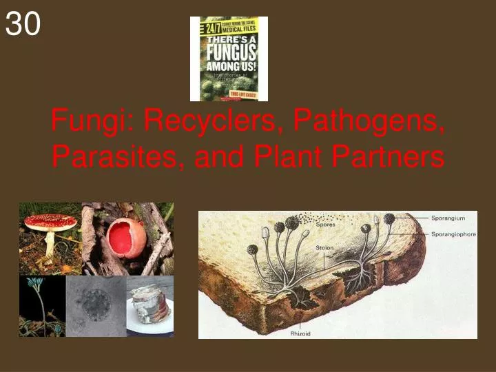 fungi recyclers pathogens parasites and plant partners