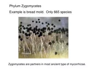 Phylum Zygomycetes Example is bread mold. Only 665 species
