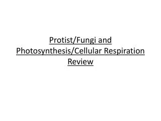 Protist /Fungi and Photosynthesis/Cellular Respiration Review
