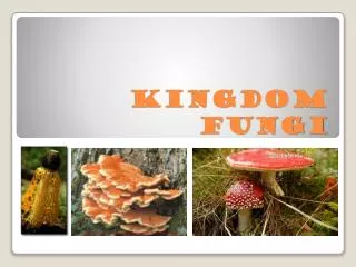 Kingdom Fungi