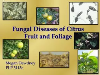 Fungal Diseases of Citrus Fruit and Foliage