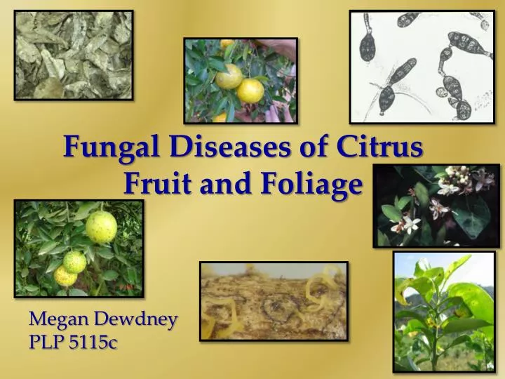 fungal diseases of citrus fruit and foliage