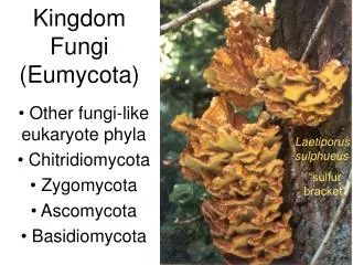 Kingdom Fungi (Eumycota)