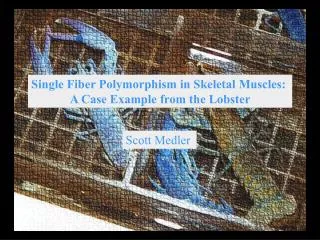 Single Fiber Polymorphism in Skeletal Muscles: A Case Example from the Lobster