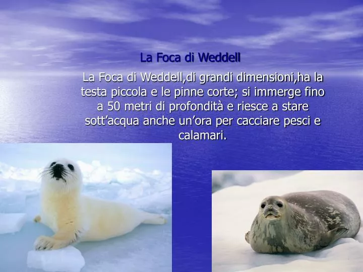 la foca di weddell