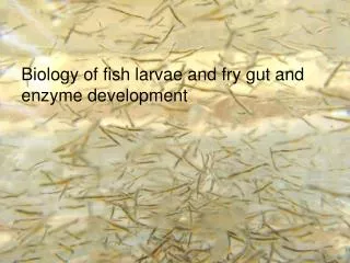Biology of fish larvae and fry gut and enzyme development