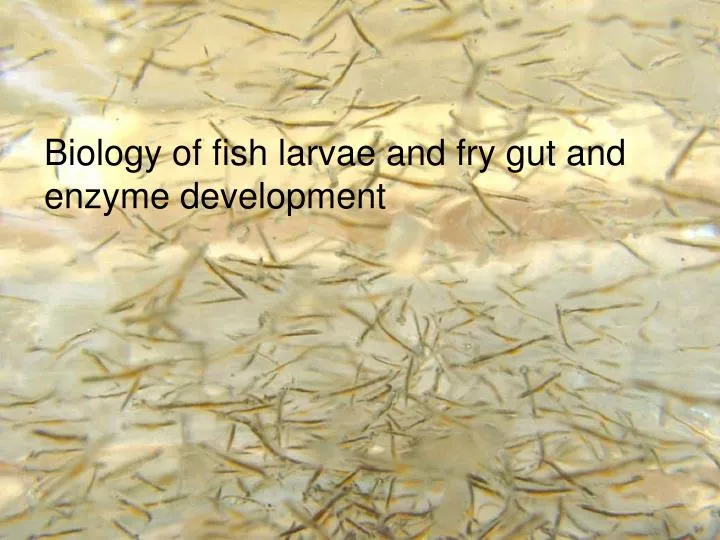 biology of fish larvae and fry gut and enzyme development