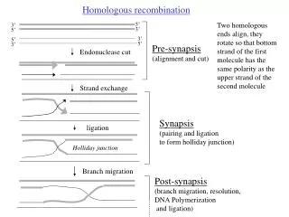 Endonuclease cut