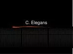 C. Elegans - slide 1