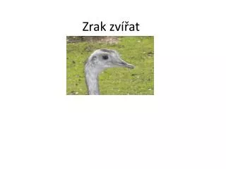 zrak zv at