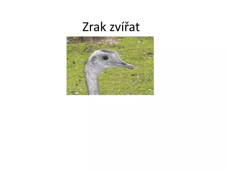 zrak zv at