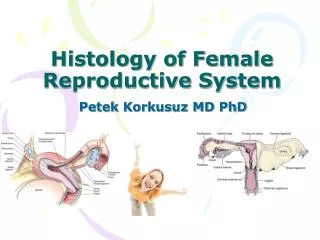 Histology of Female Reproductive System