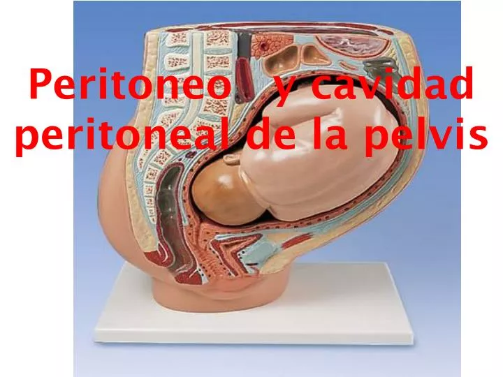 peritoneo y cavidad peritoneal de la pelvis